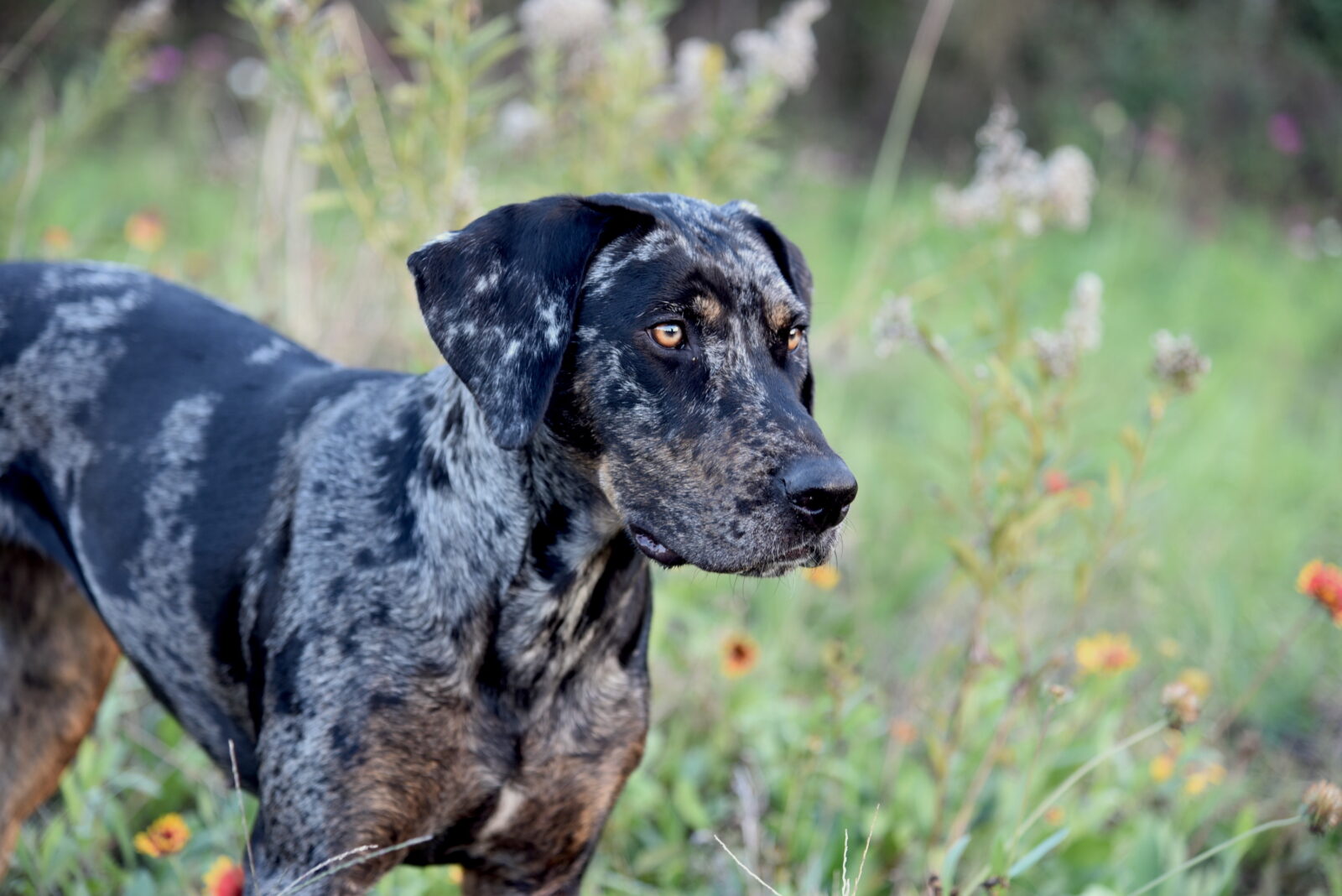 What “Catahoula” Means in Operation Catahoula Crunch